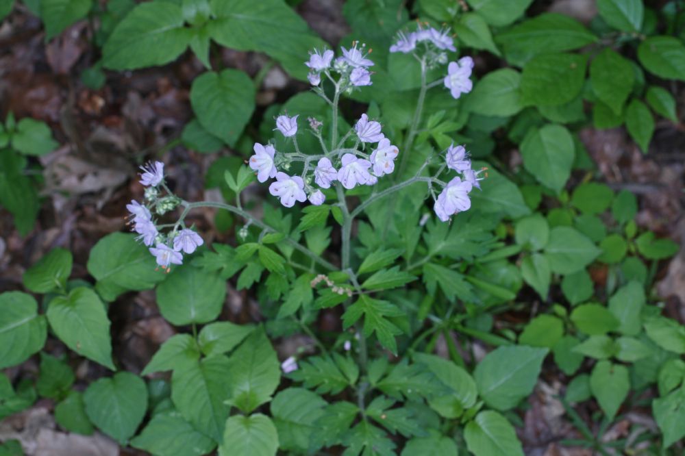 Hydrophyllaceae Phacelia bipinnatifida