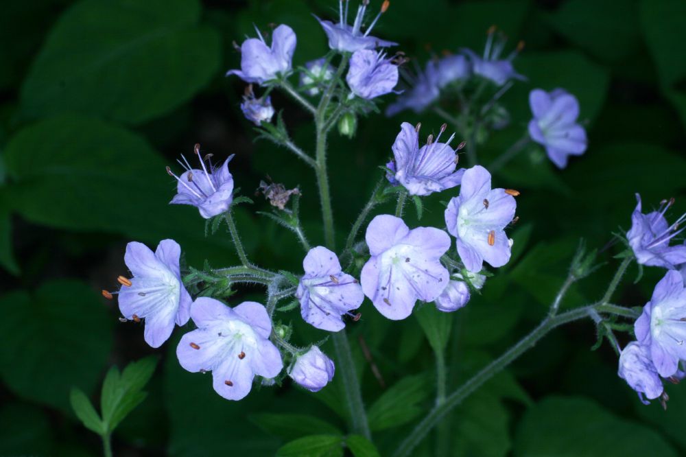 Hydrophyllaceae Phacelia bipinnataifida