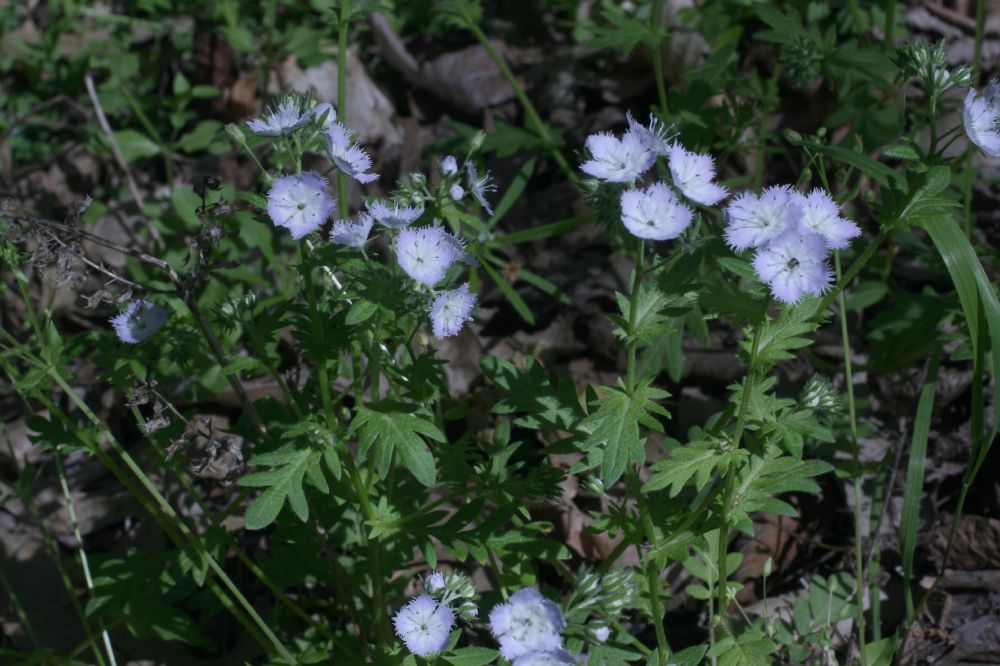 Hydrophyllaceae Phacelia purshii