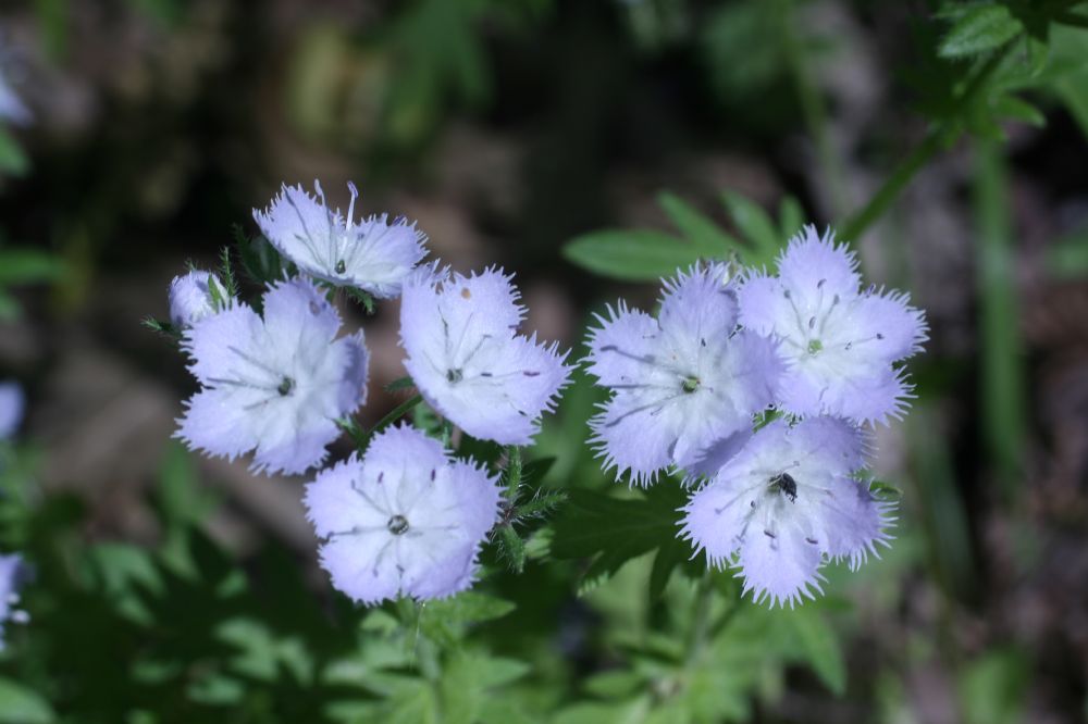 Hydrophyllaceae Phacelia purshii