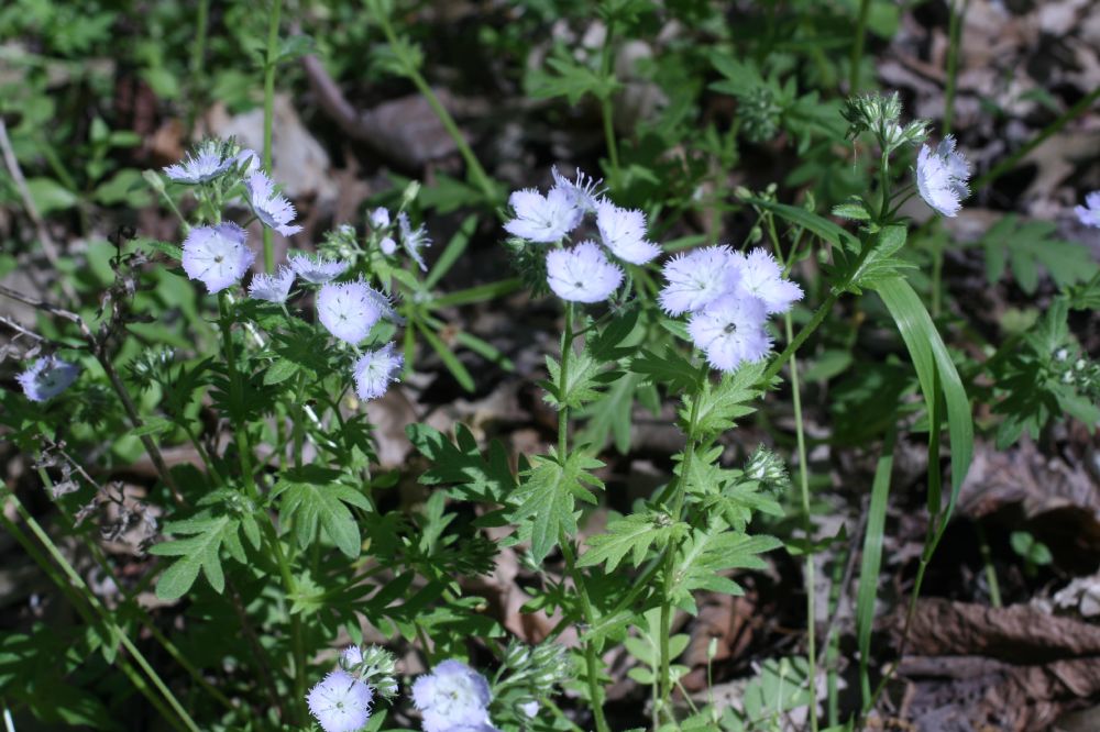 Hydrophyllaceae Phacelia purshii