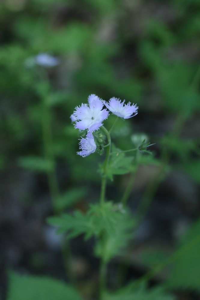 Hydrophyllaceae Phacelia purshii