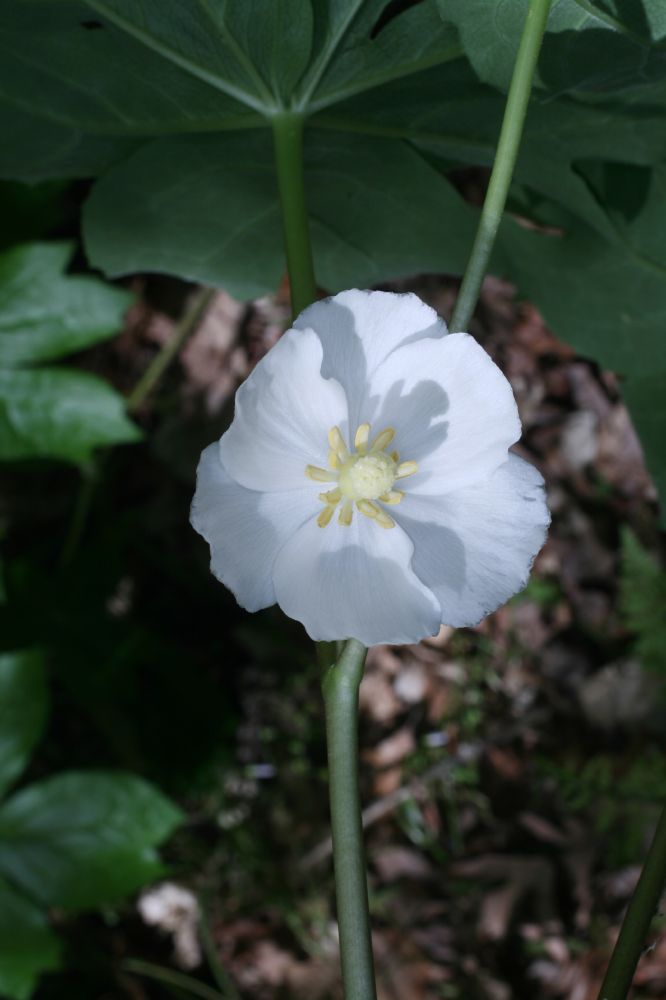 Berberidaceae Podophyllum peltatum