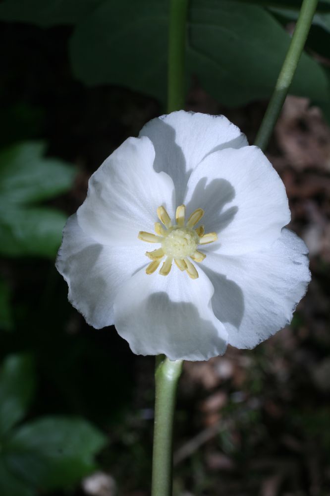 Berberidaceae Podophyllum peltatum