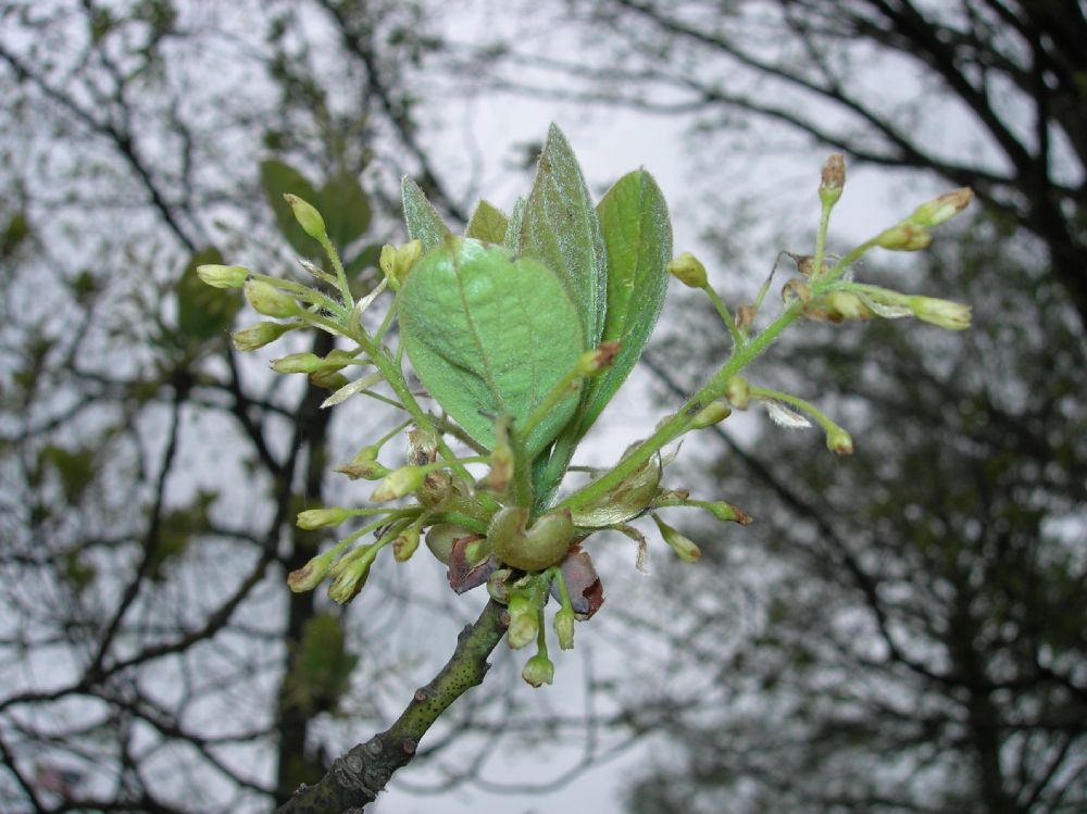 Lauraceae Sassafras albidum