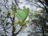 image of Sassafras albidum