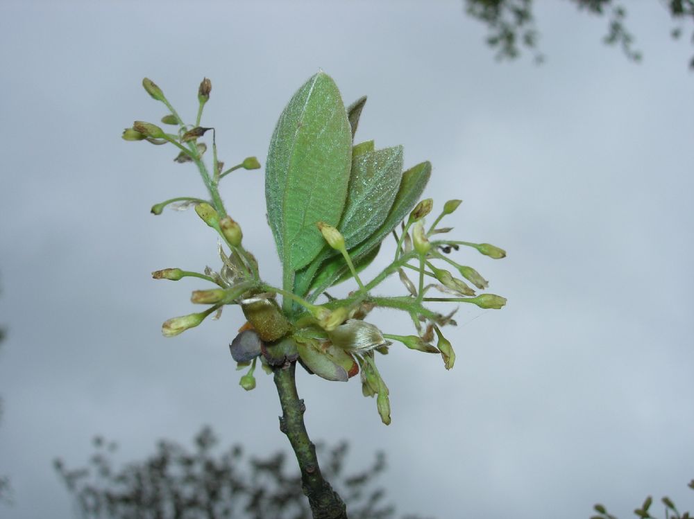Lauraceae Sassafras albidum
