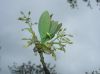 image of Sassafras albidum