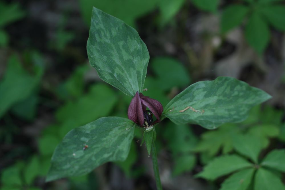 Melanthiaceae Trillium recurvatum