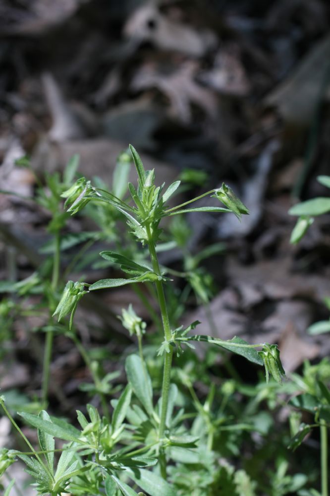 Violaceae Viola rafinequii