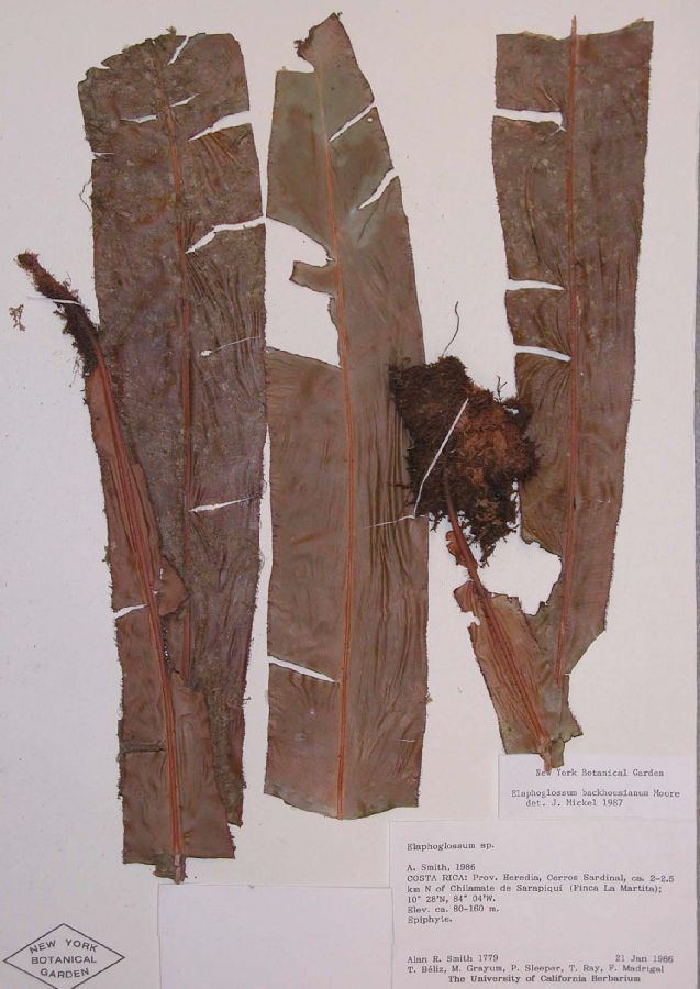 Dryopteridaceae Elaphoglossum backhousianum