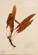 image of Elaphoglossum biolleyi