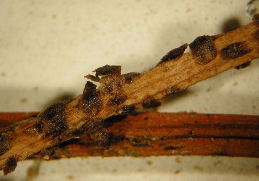 Dryopteridaceae Elaphoglossum cismense