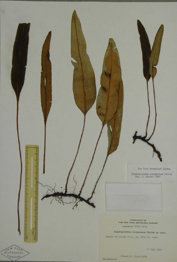 Dryopteridaceae Elaphoglossum conspersum