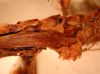 image of Elaphoglossum conspersum