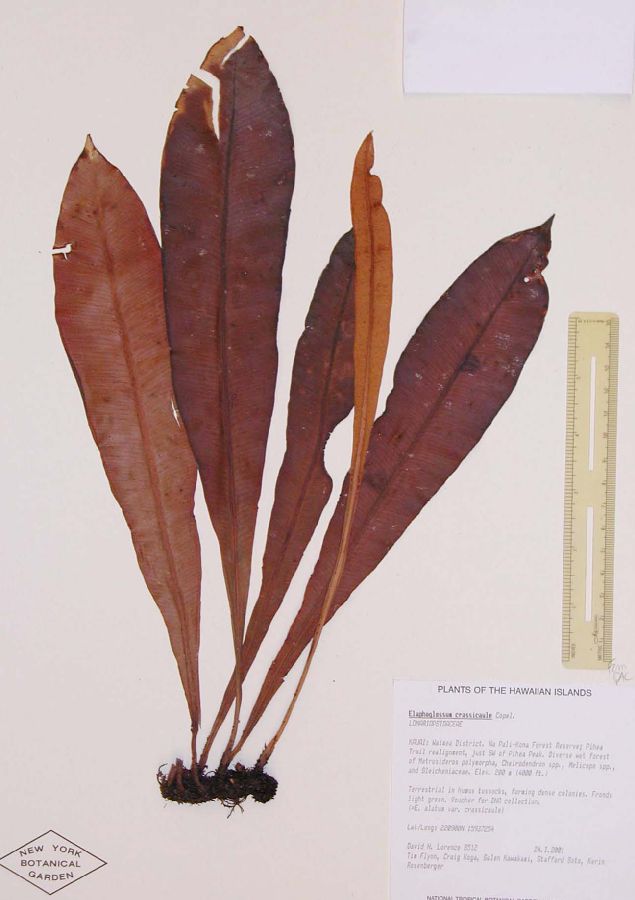 Dryopteridaceae Elaphoglossum crassicaule