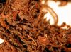 image of Elaphoglossum crassicaule