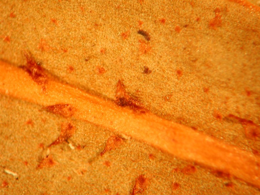 Dryopteridaceae Elaphoglossum davidsei
