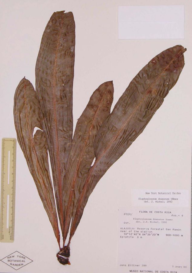 Dryopteridaceae Elaphoglossum doanense