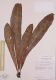 image of Elaphoglossum doanense