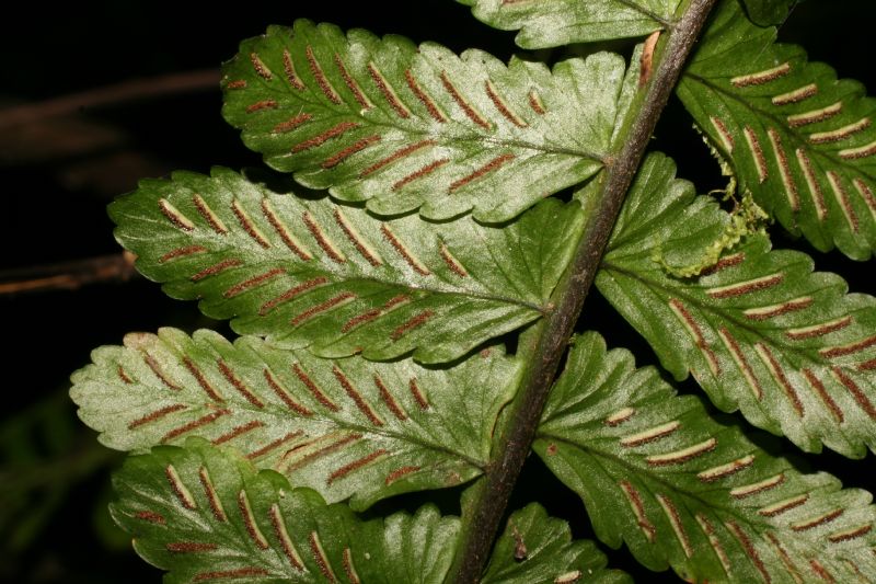 Aspleniaceae Asplenium pteropus