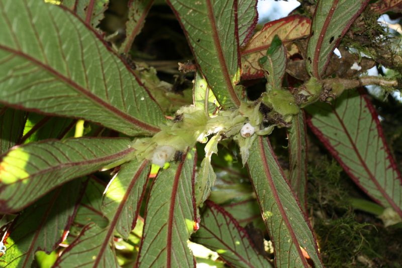Gesneriaceae Columnea cinerea