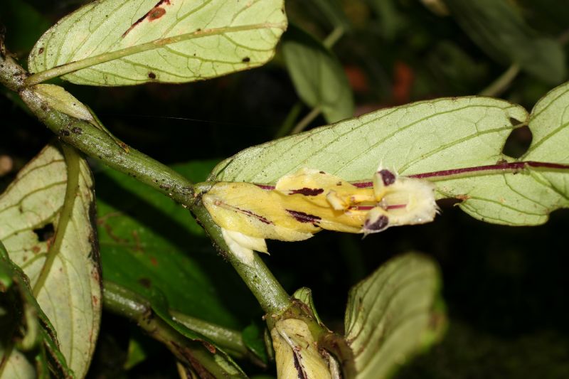 Gesneriaceae Columnea picta
