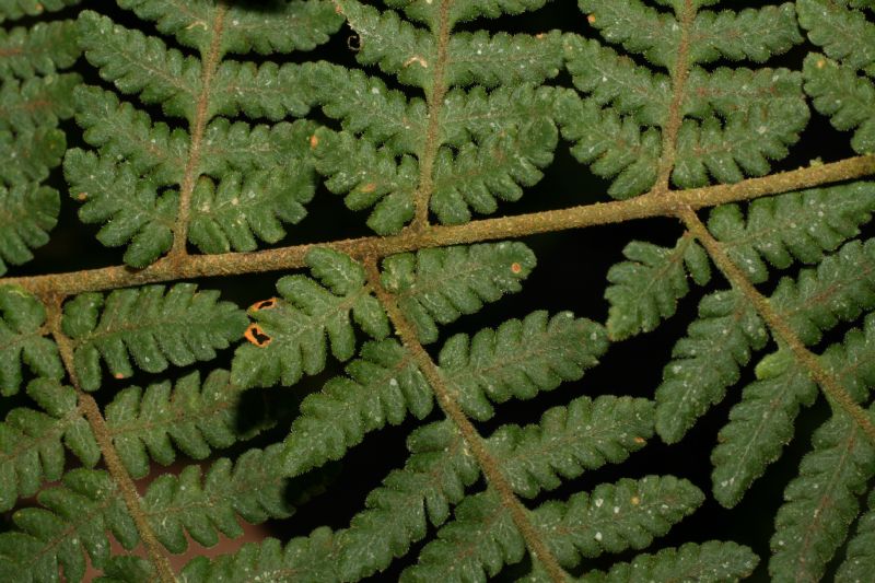 Dryopteridaceae Ctenitis ampla