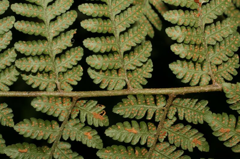 Dryopteridaceae Ctenitis ampla