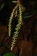 image of Lellingeria suspensa
