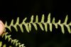 image of Lellingeria suspensa