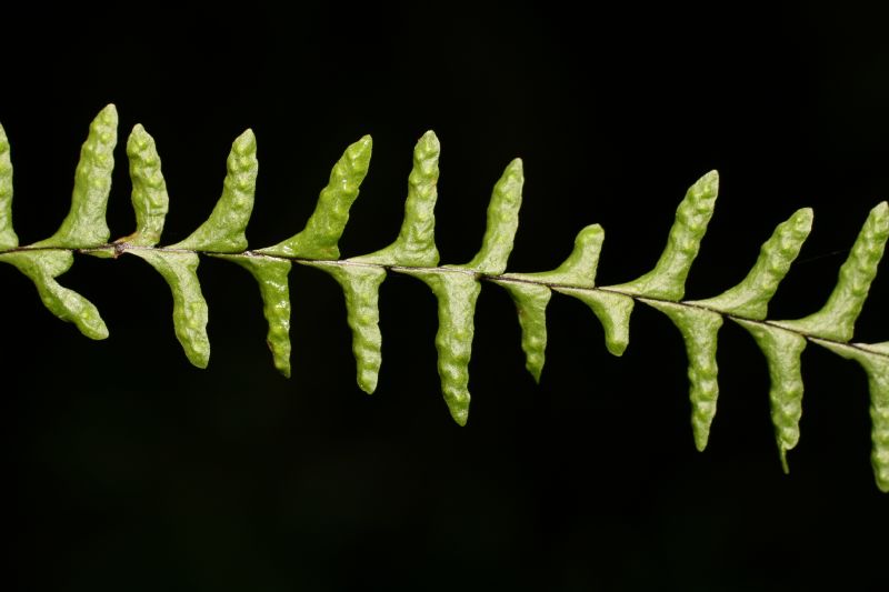 Grammitidaceae Lellingeria suspensa