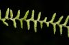 image of Lellingeria suspensa