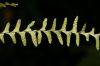 image of Lellingeria suspensa
