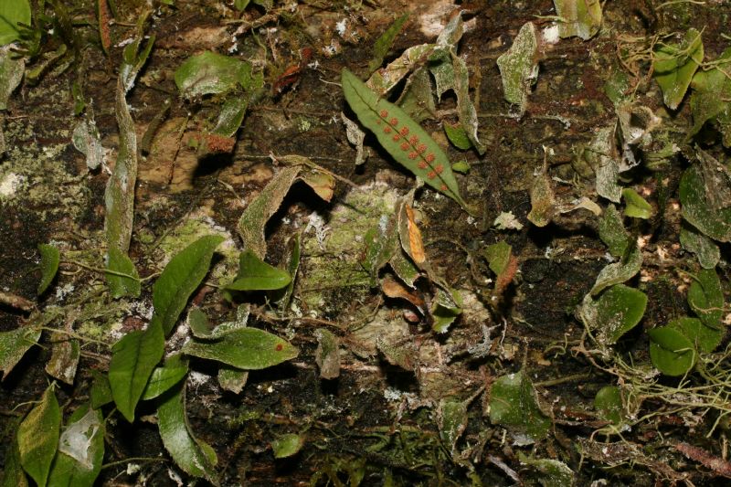 Polypodiaceae Microgramma tobagensis