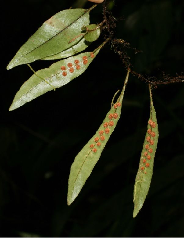Polypodiaceae Microgramma tobagensis