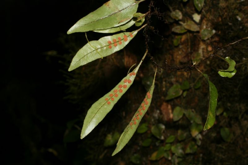 Polypodiaceae Microgramma tobagensis