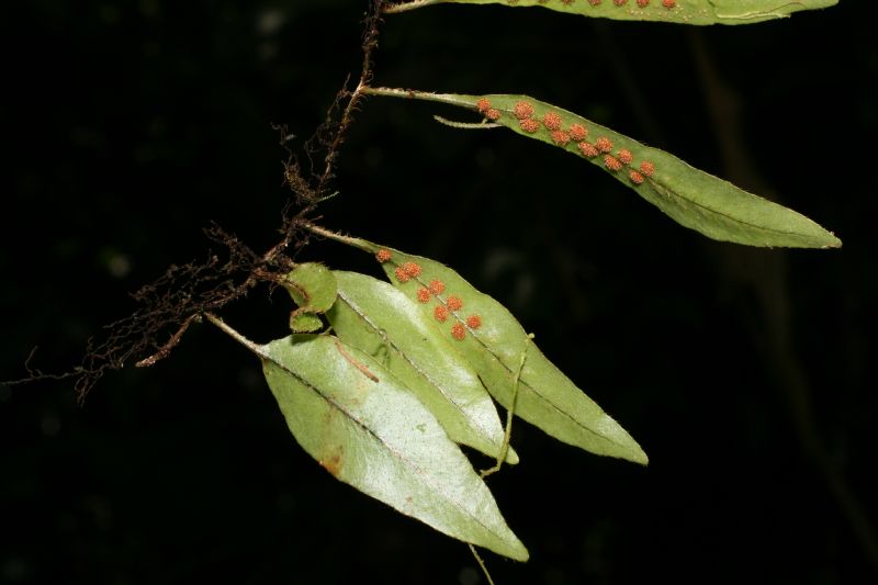 Polypodiaceae Microgramma tobagensis