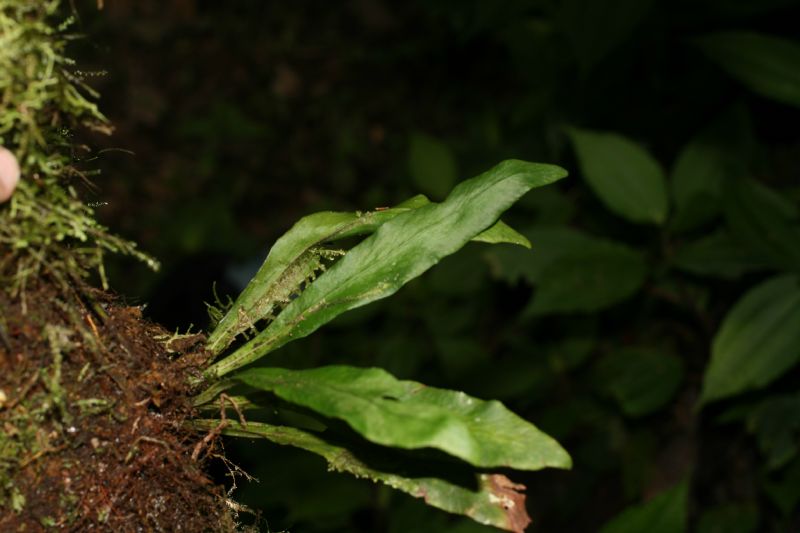 Pteridaceae Polytaenium cajenense