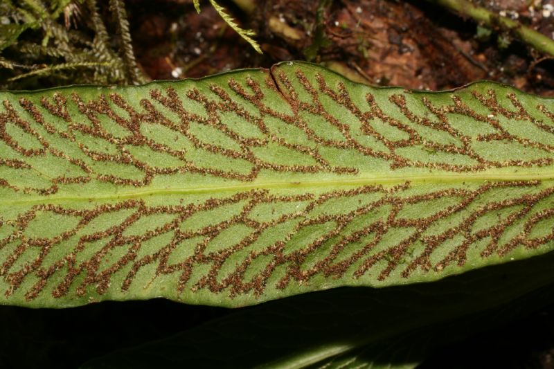 Pteridaceae Polytaenium cajenense