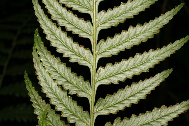 Saccolomataceae Saccoloma domingense