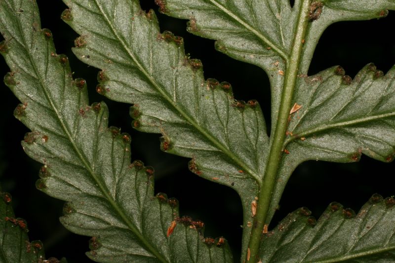 Saccolomataceae Saccoloma domingense