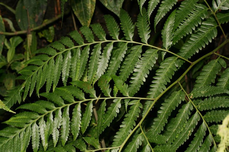 Saccolomataceae Saccoloma domingense