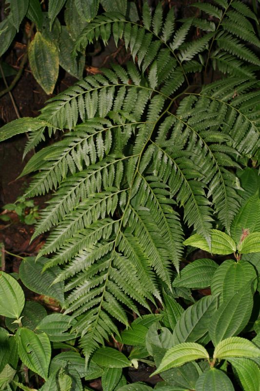 Saccolomataceae Saccoloma domingense