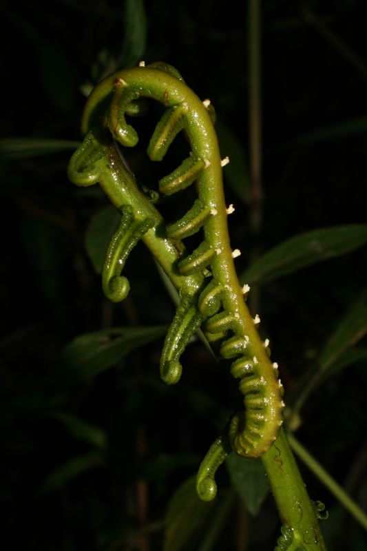 Thelypteridaceae Steiropteris decussata