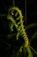image of Steiropteris decussata