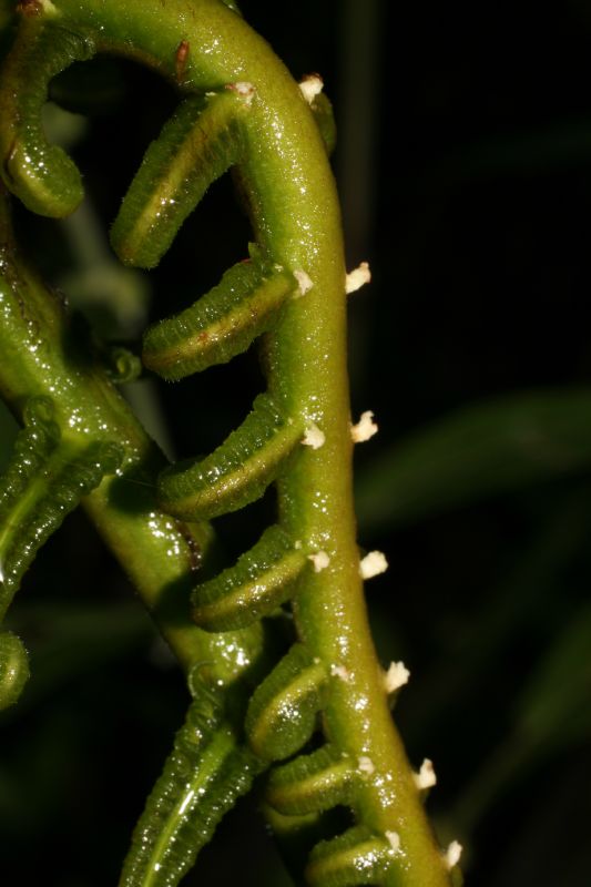 Thelypteridaceae Steiropteris decussata