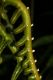 image of Steiropteris decussata