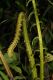 image of Steiropteris decussata