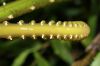 image of Steiropteris decussata